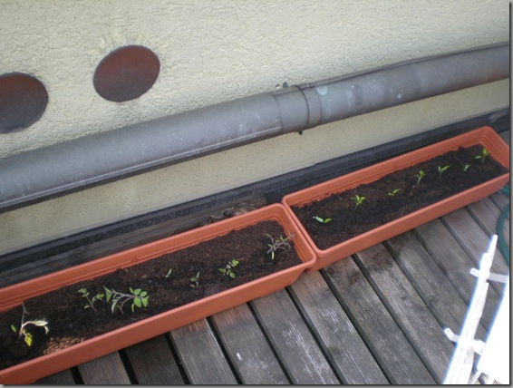 Long pots with the strongest samples of tomatoes (left) and peppers (right)