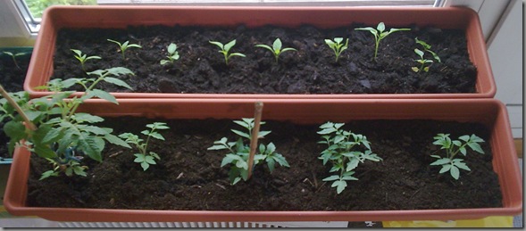 Long pots; closest to the window are peppers, behind are tomatoes