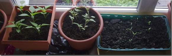 Left to right: peppers, tomatoes and hanging tomatoes