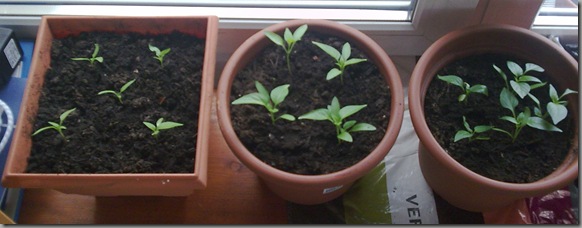 Peppers in different stages of development