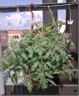 Tomatoes in hanging basket flowering happily