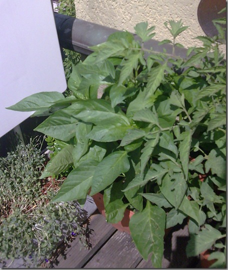 The pepper plant that is living outside already