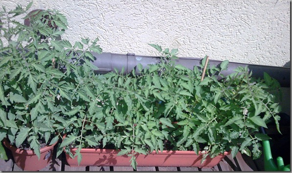 Tomato cultivation - geting very crowded in there!