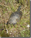 Turtle - otherwise known as gator food.
