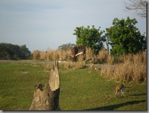 Various other animals sighted while on safari!