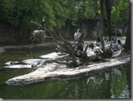Pelicans on an island, if you look to the left of the island there are a large number of hippos sleeping underwater
